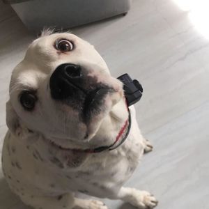 Meet your Posher, Ian